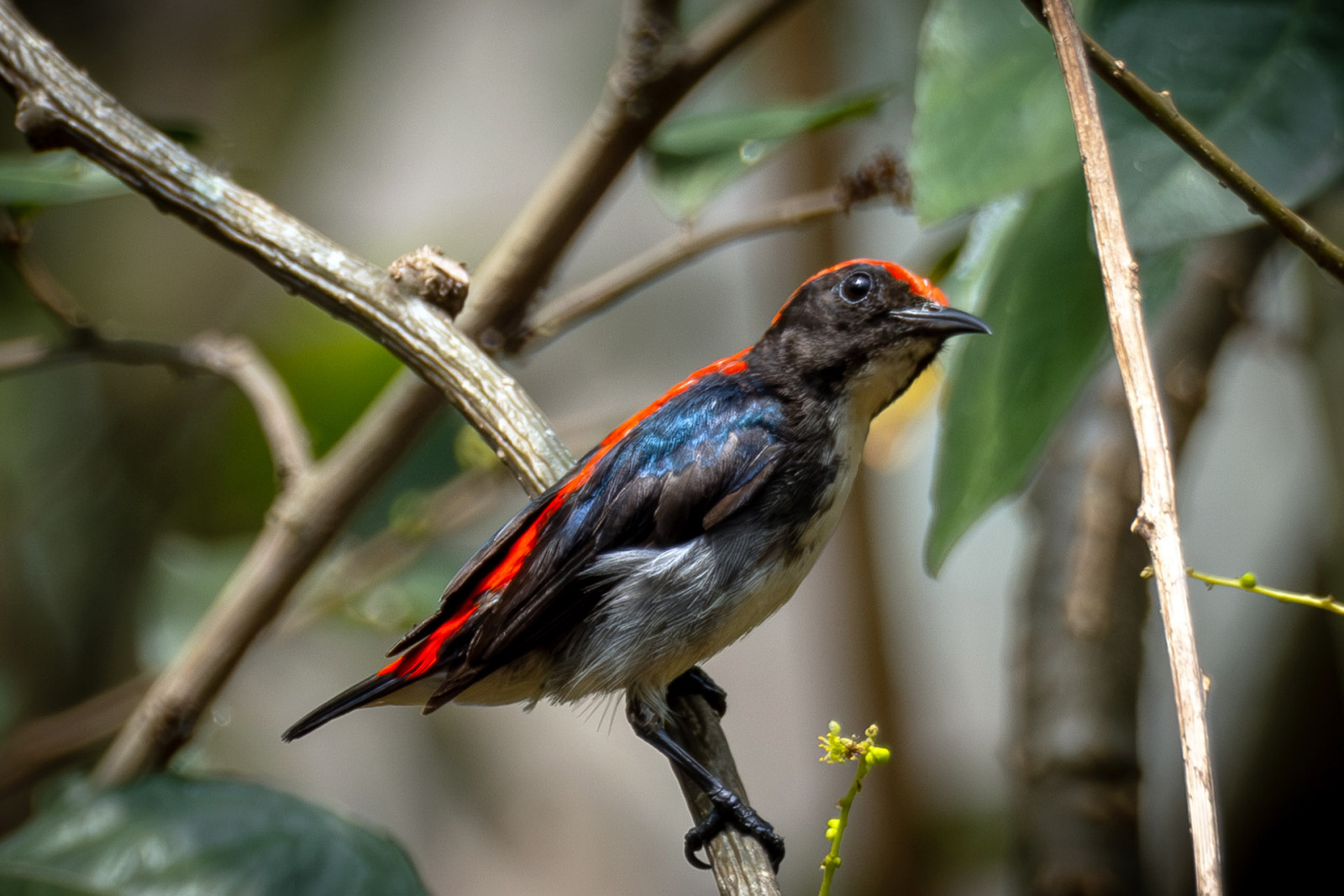 image Scarlet-backed Flowerpecker